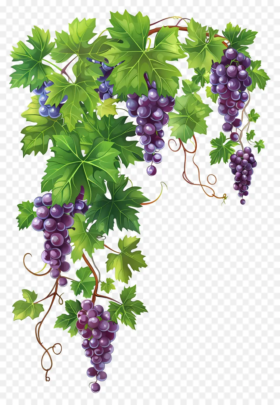 Vigne，Raisins PNG