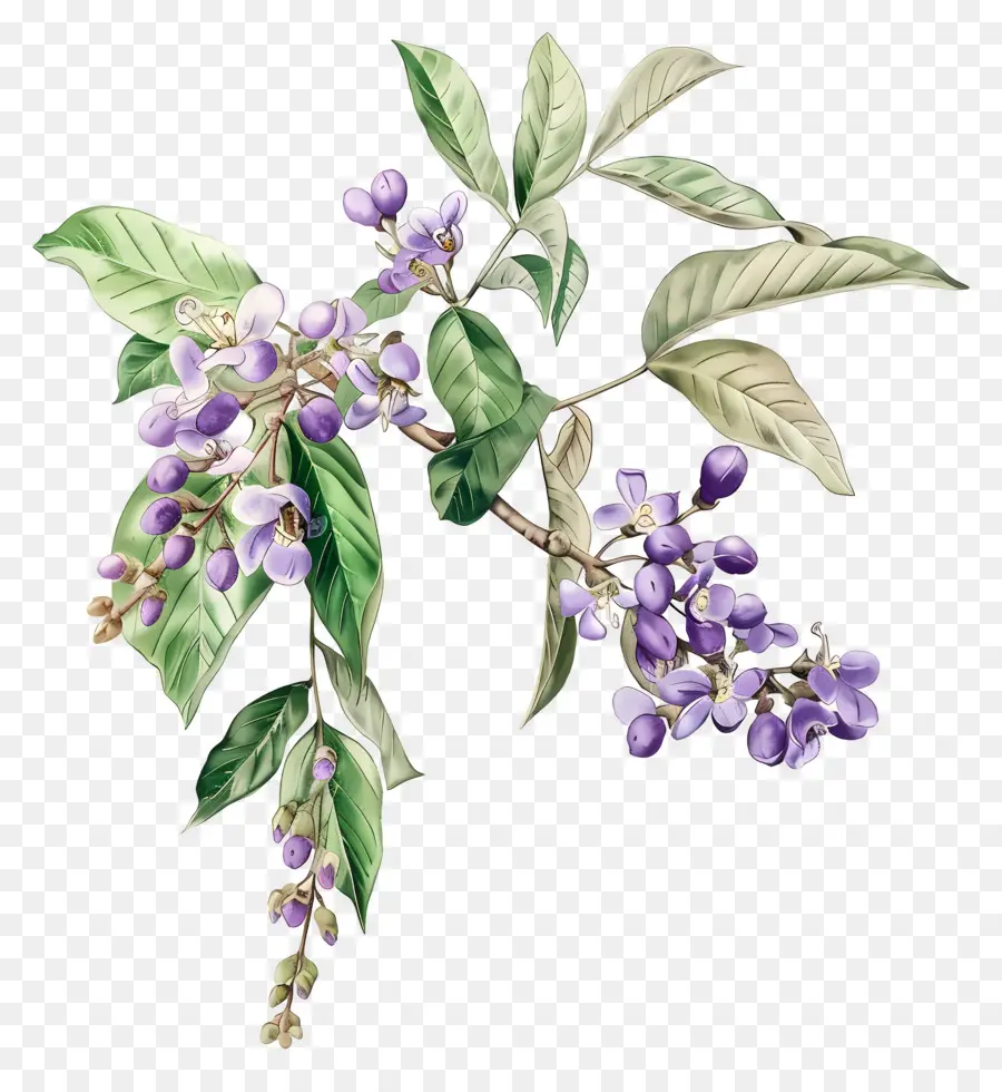 Baie De Chine En Fleurs，Fleurs Violettes PNG