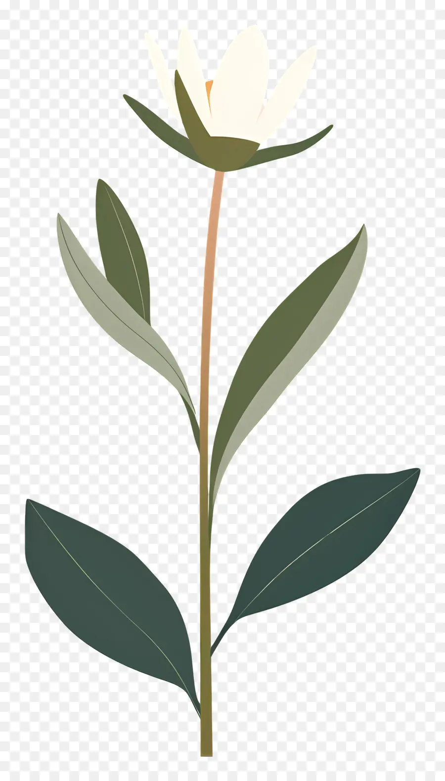 Fleur Unique，Fleur Blanche PNG