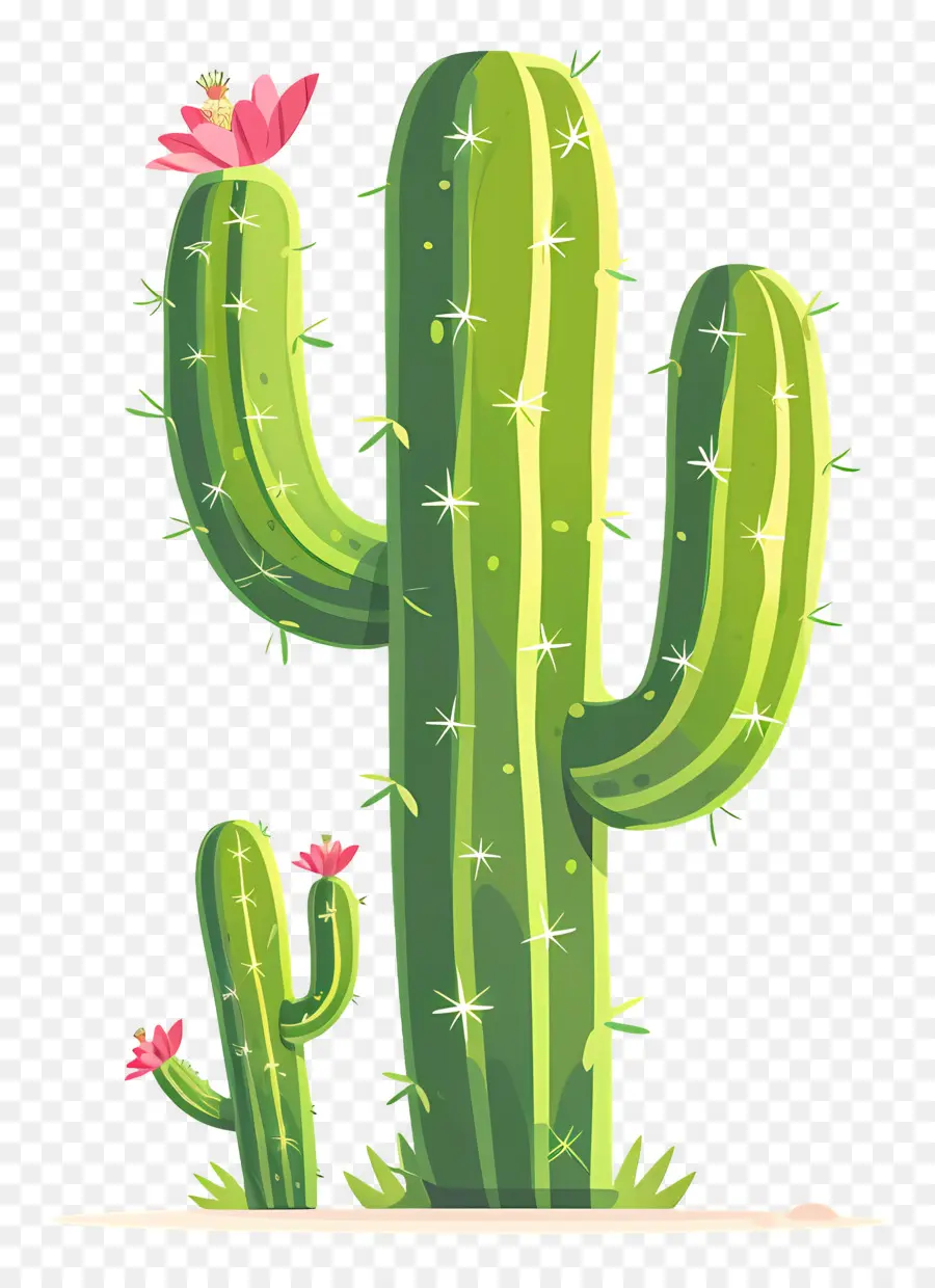 Cactus Vert，Cactus PNG