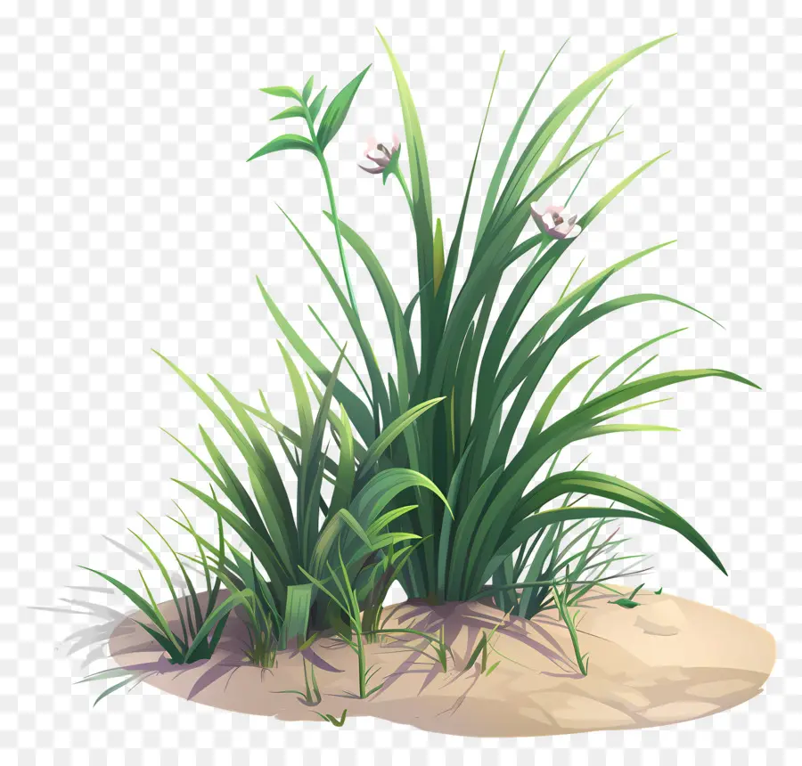 Fleur D'herbe，Herbe PNG