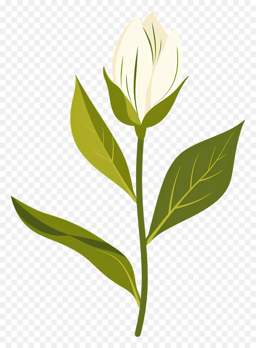 Fleur Unique，Fleur Blanche PNG