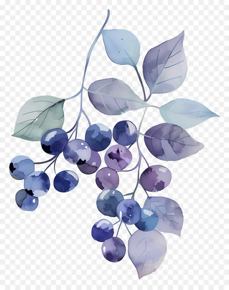 Bleuets Aquarelle，Bleuets PNG