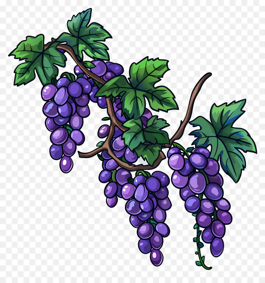 Vigne，Raisins PNG