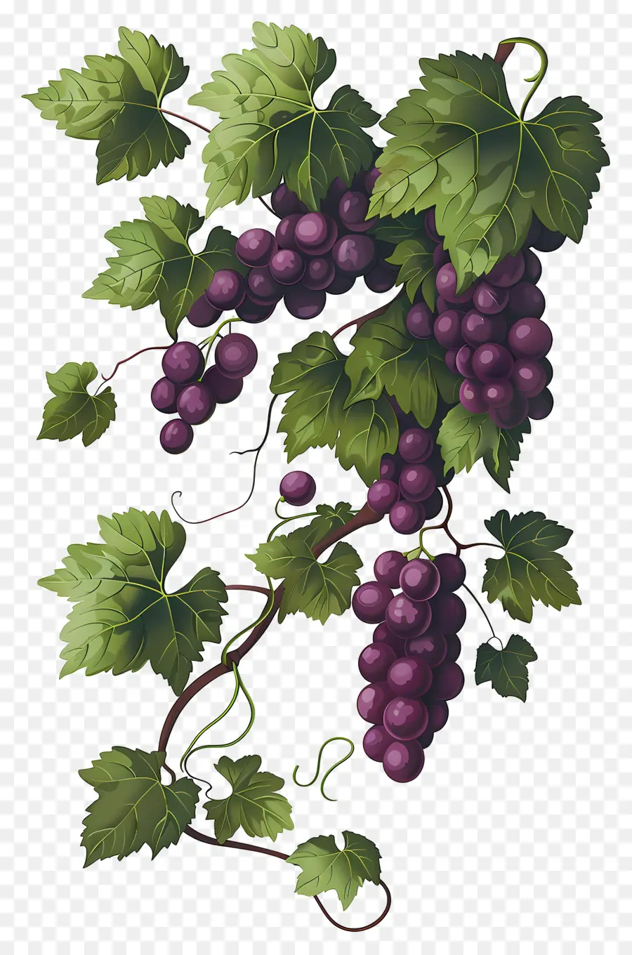 Vigne，Raisins PNG