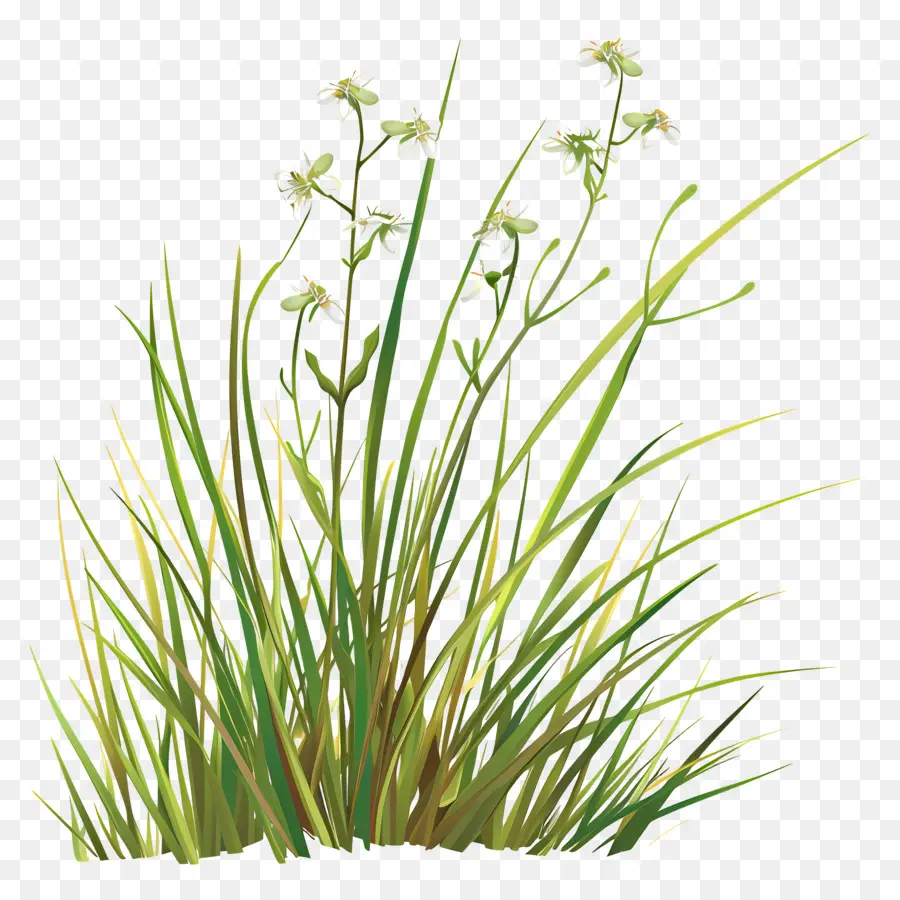 Fleur D'herbe，Herbe Verte PNG