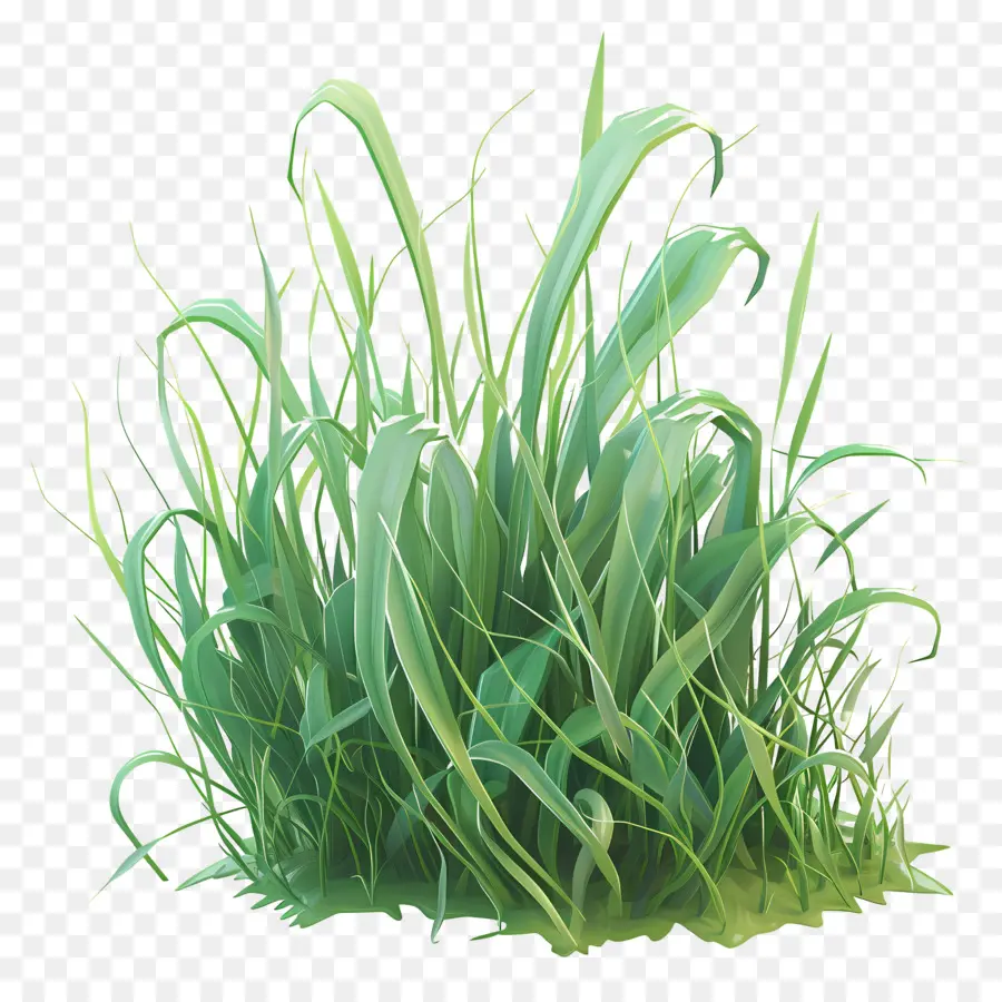 Plante D'herbe，Herbe PNG