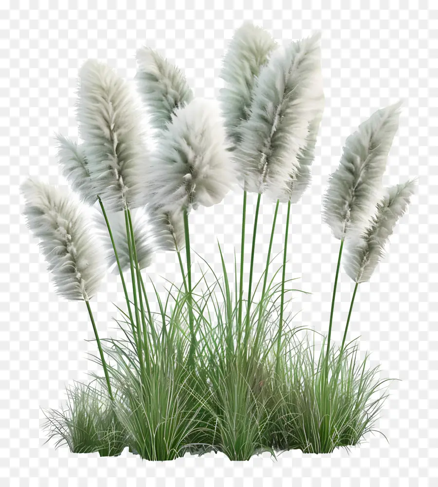 Herbe De La Pampa，Herbe PNG