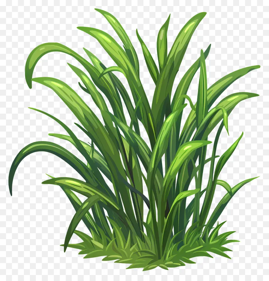 Fleur D'herbe，Herbe PNG