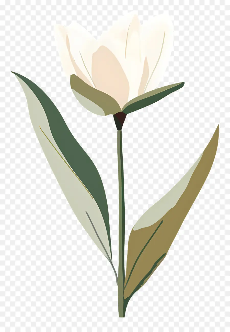 Fleur Unique，Fleur Blanche PNG