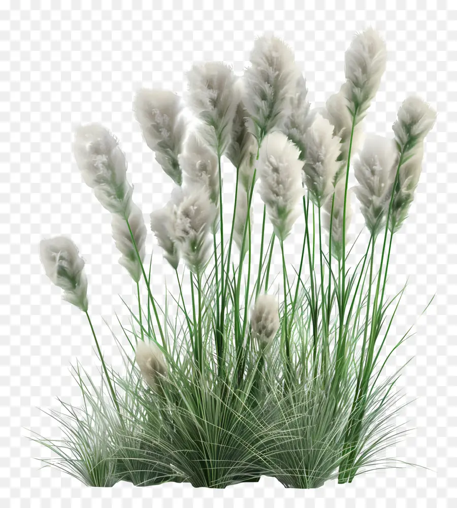 Herbe De La Pampa，Duveteux PNG