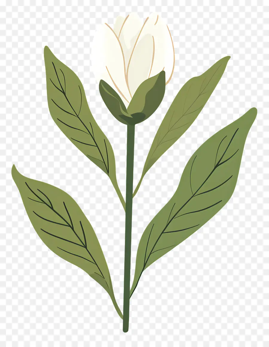 Fleur Unique，Fleur Blanche PNG