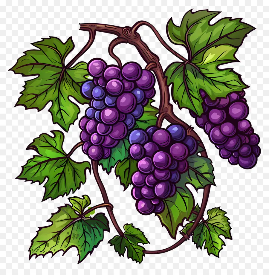 Vigne，Raisins PNG