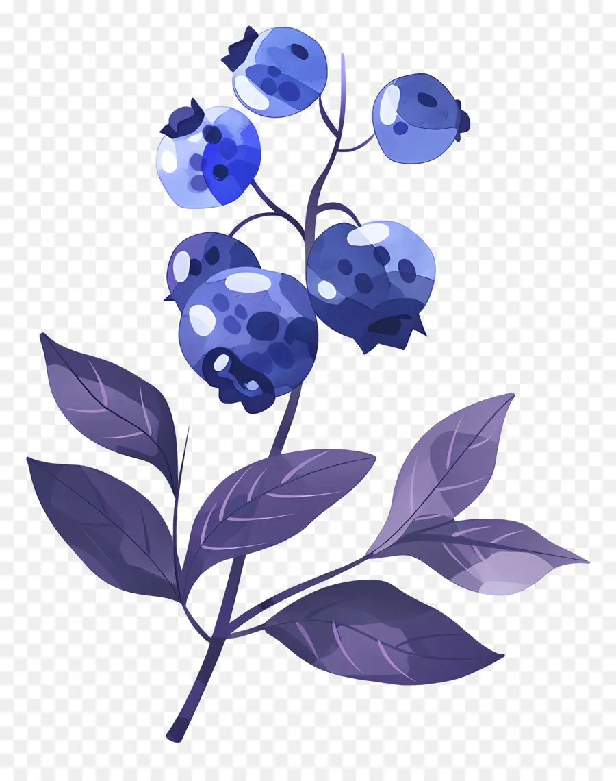 Bleuets Aquarelle，Bleuets PNG