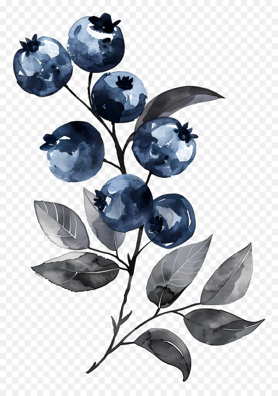 Bleuets Aquarelle，Bleuets PNG