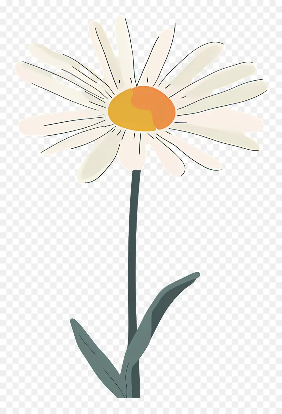 Fleur Unique，Marguerite Simple PNG