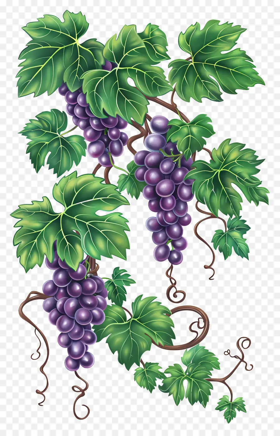 Vigne，Raisins PNG