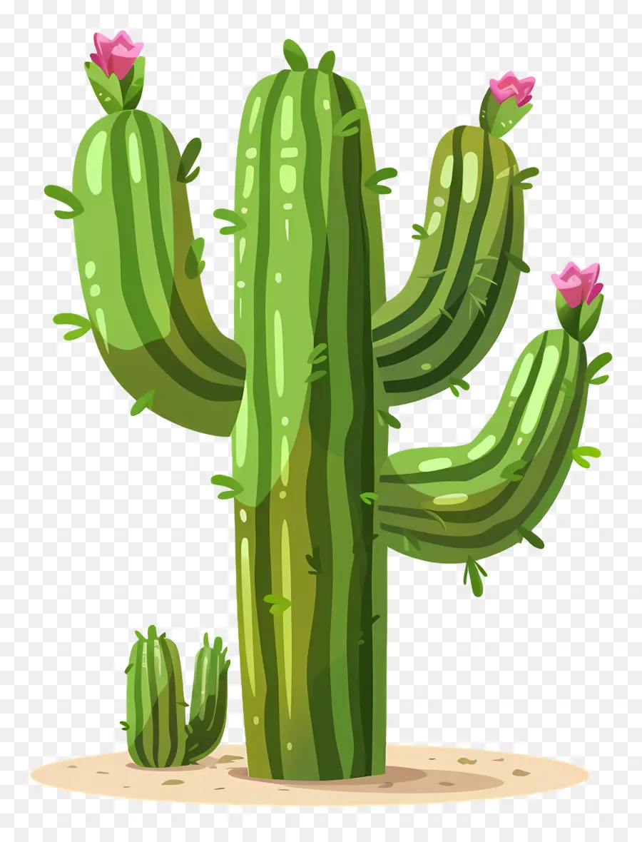 Cactus Vert，Cactus Avec Des Fleurs PNG