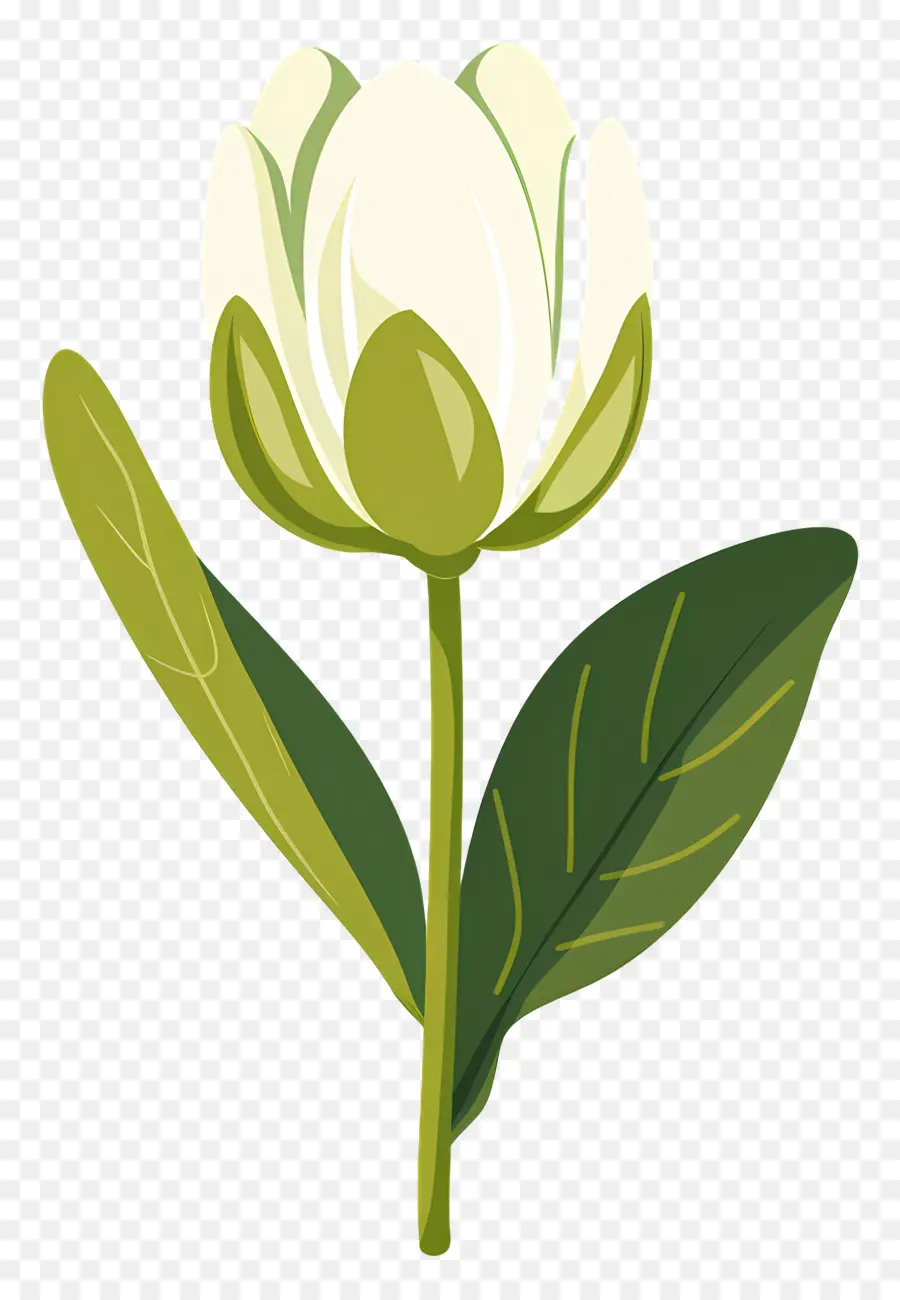 Fleur Unique，Fleur Blanche PNG