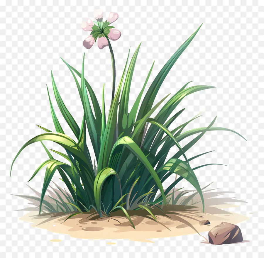 Fleur D'herbe，Herbe PNG