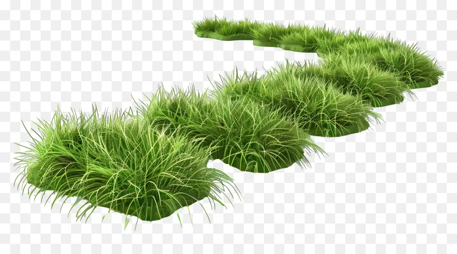 Plante D'herbe，Chemin D'herbe PNG