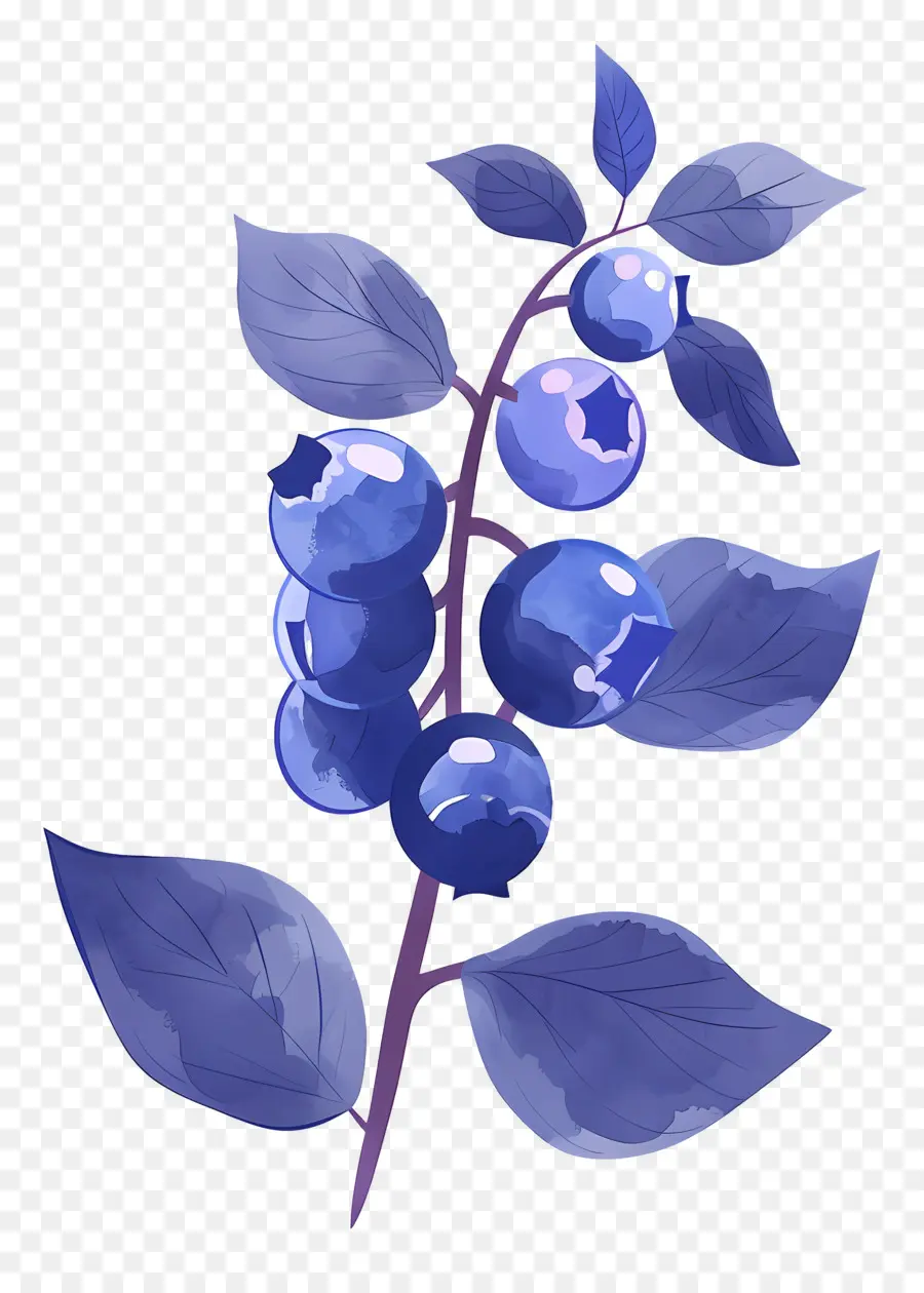 Bleuets Aquarelle，Bleuets PNG