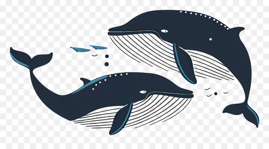 Jolie Baleine，Baleines PNG