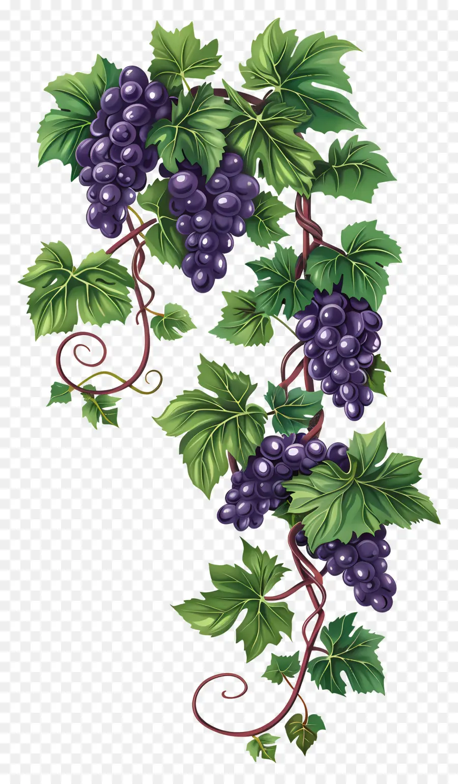 Vigne，Raisins PNG