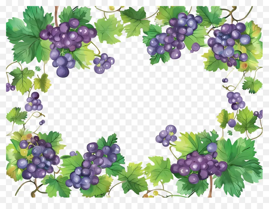 Bordure De Raisin，Raisins PNG