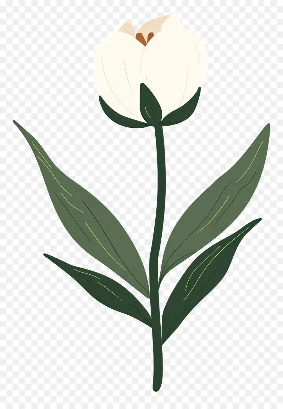 Fleur Unique，Fleur Blanche PNG