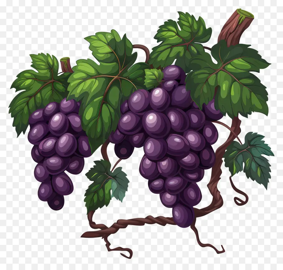 Vigne，Feuilles PNG