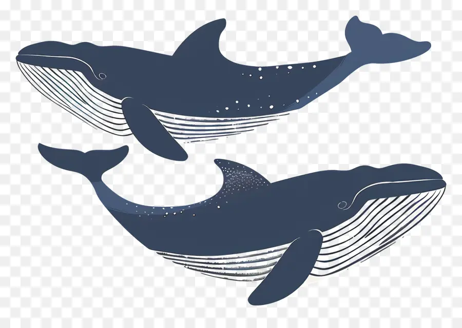 Jolie Baleine，Baleines PNG