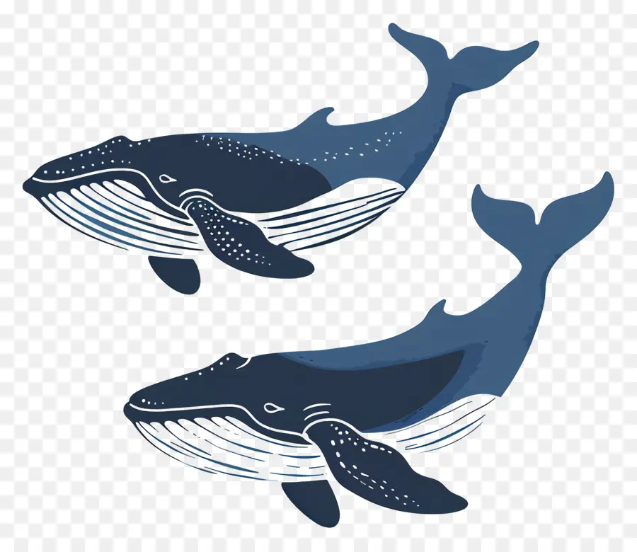 Jolie Baleine，Baleine PNG