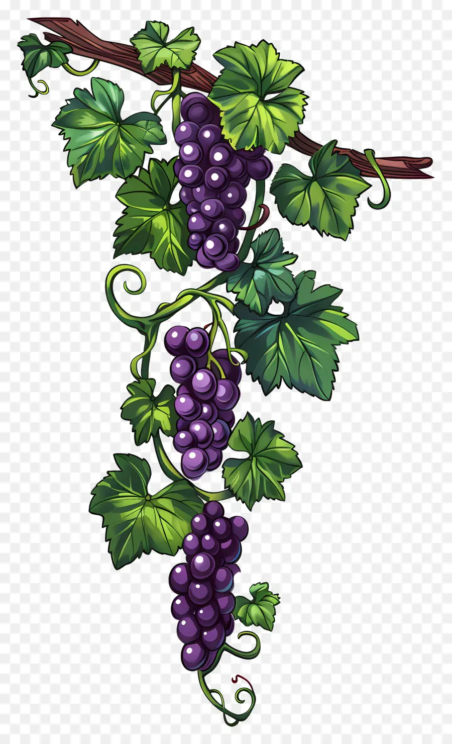 Vigne，Raisins PNG