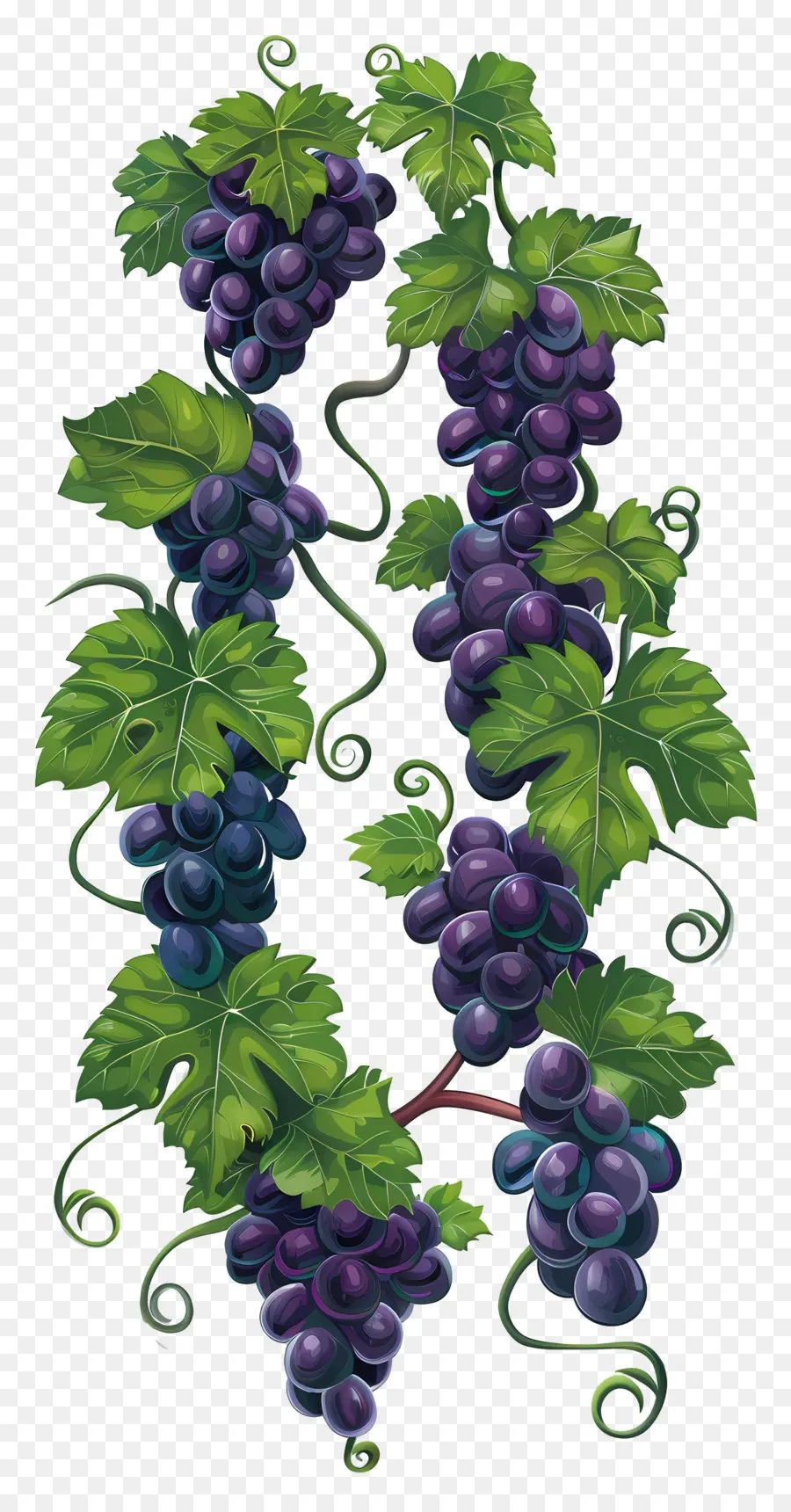 Vigne，Raisins PNG