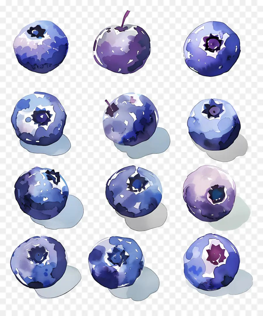 Bleuets Aquarelle，Bleuets PNG