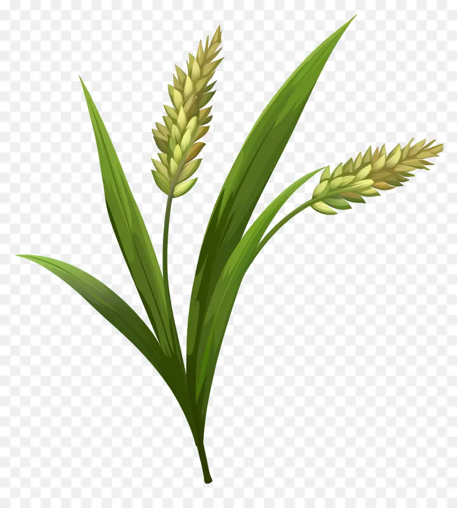 Fleur D'herbe，Millet Vert PNG