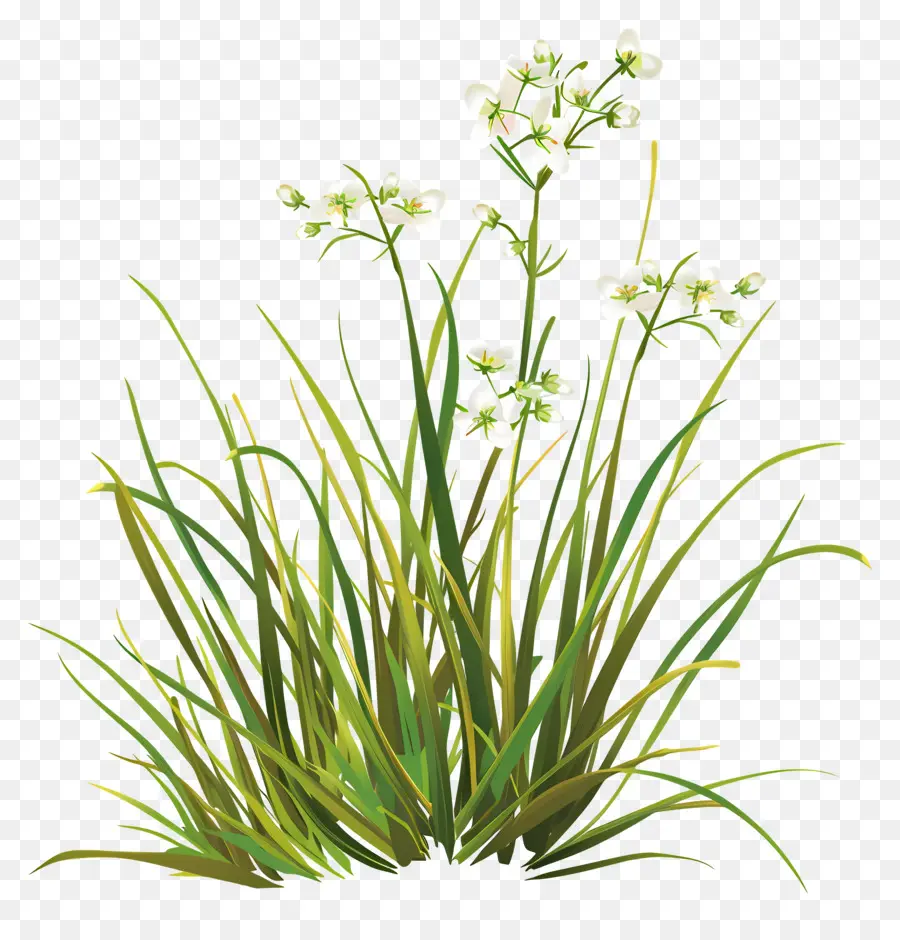 Fleur D'herbe，Herbe Verte PNG