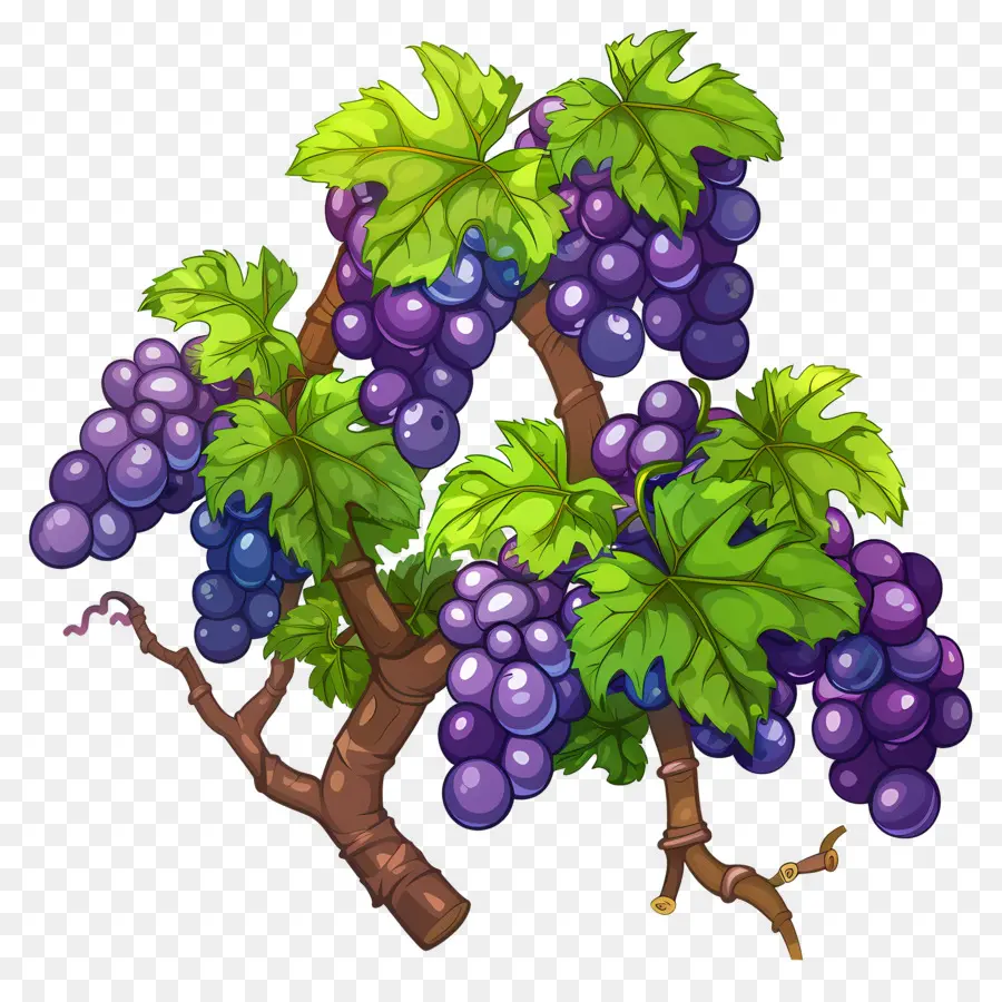 Vigne，Vignes PNG