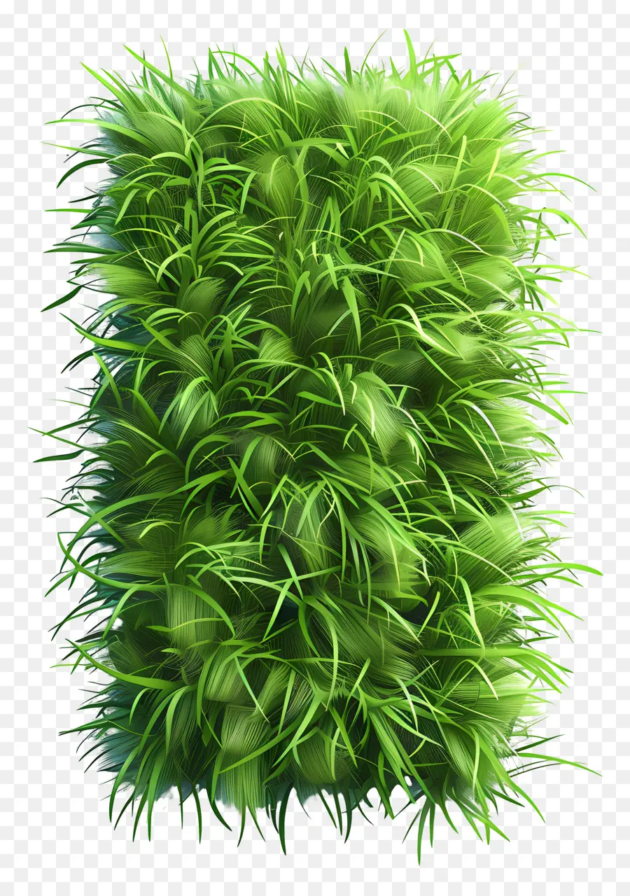 Plante D'herbe，Herbe Verte PNG