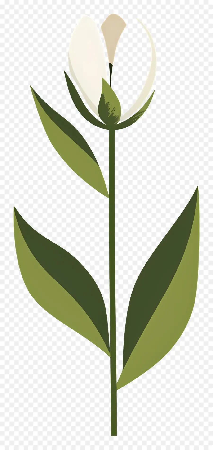 Fleur Unique，Fleur Blanche PNG