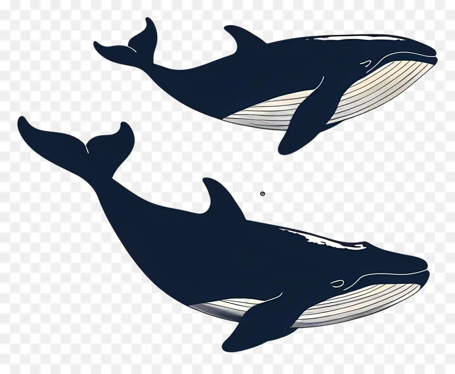 Jolie Baleine，Baleines Bleu Foncé PNG