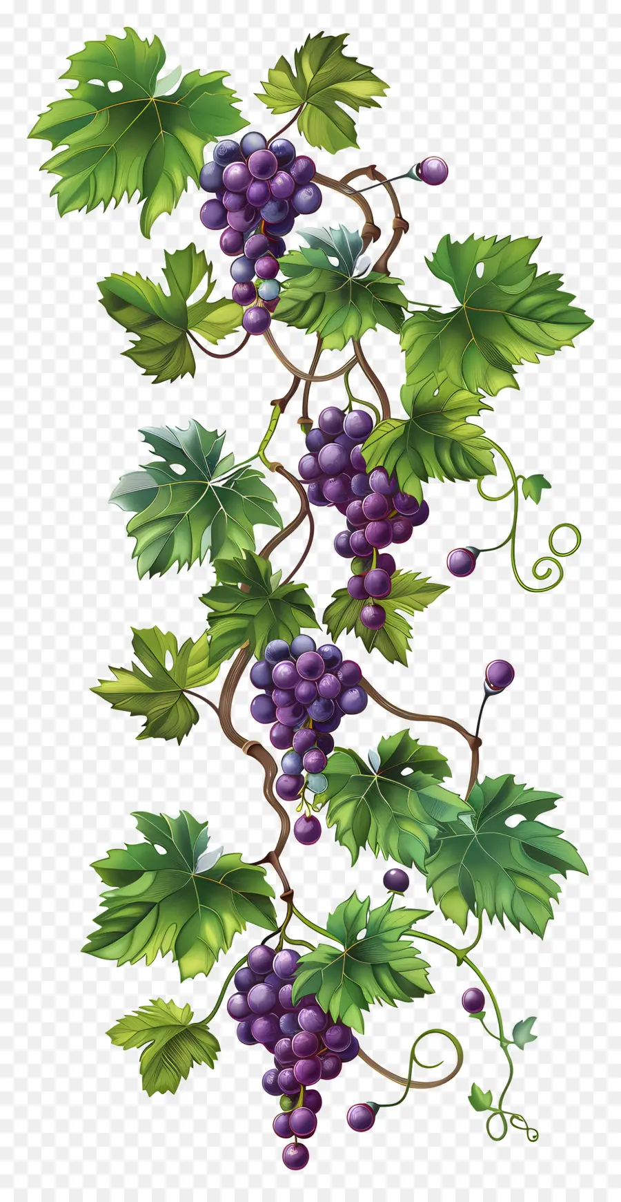 Vigne，Raisins PNG