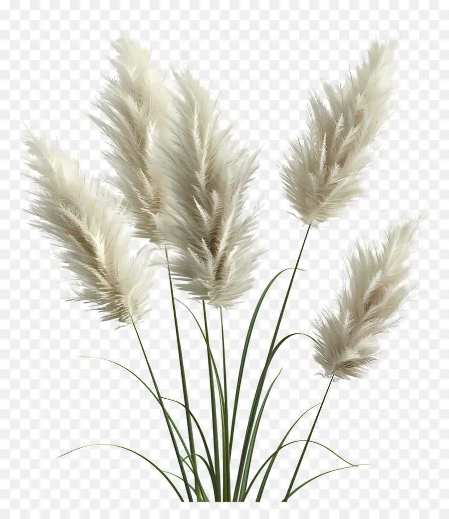 Herbe De La Pampa，Plumeux PNG