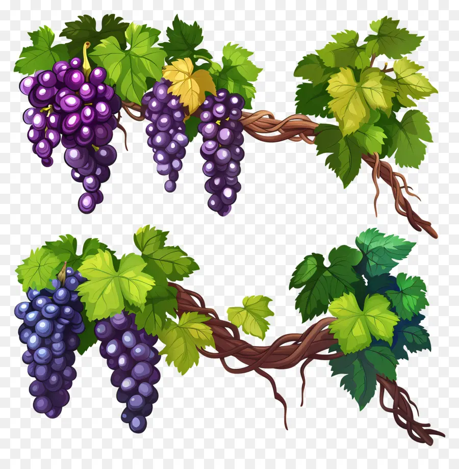 Vigne，Vignes PNG