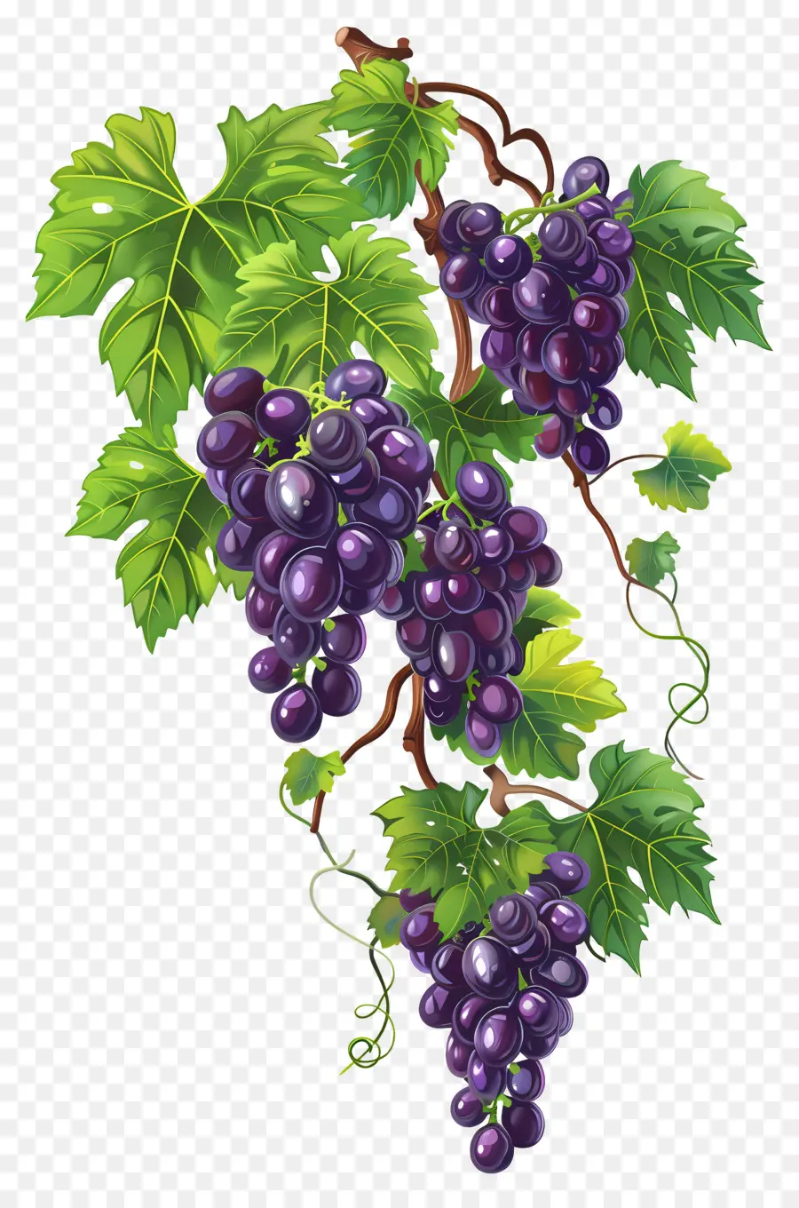 Vigne，Raisins PNG