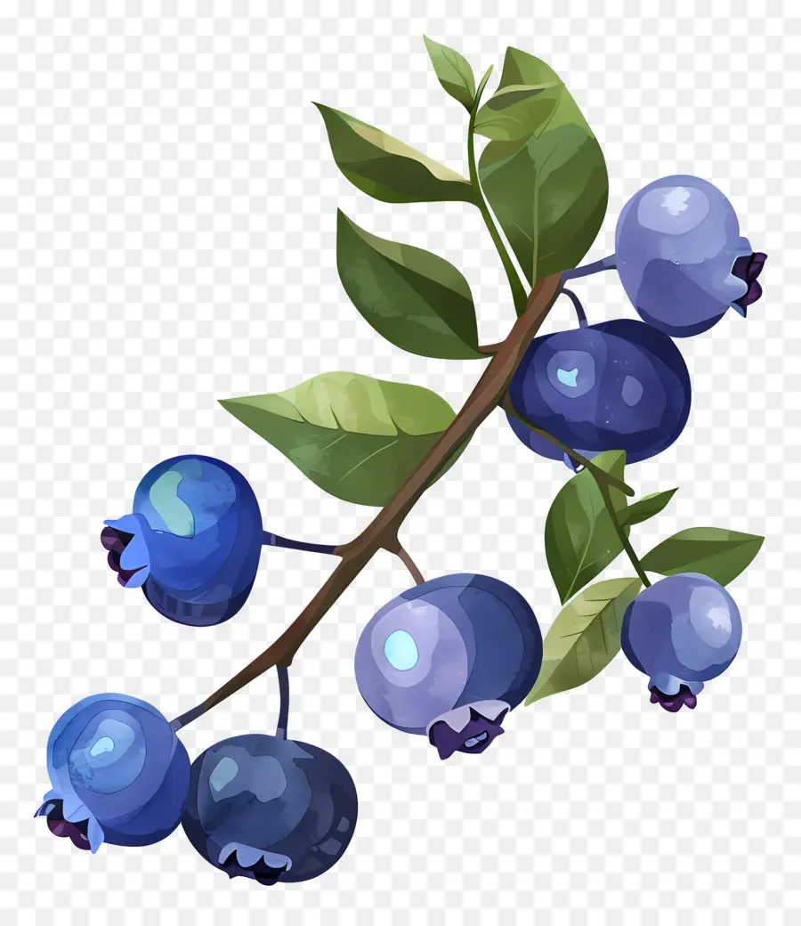 Bleuets Aquarelle，Bleuets PNG