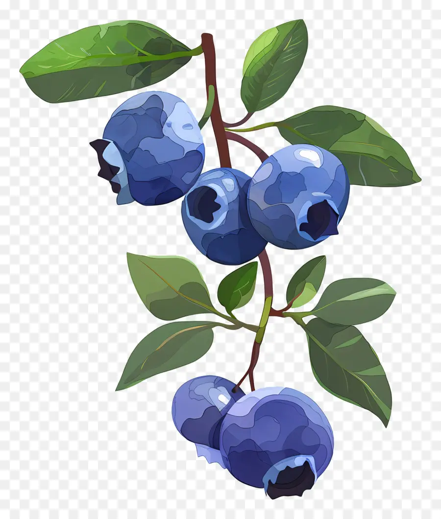 Bleuets Aquarelle，Bleuets PNG