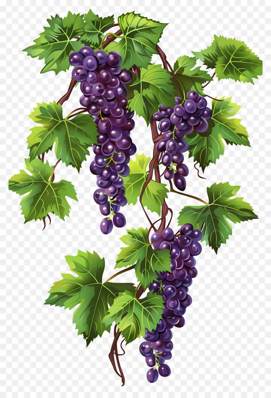 Vigne，Raisins PNG