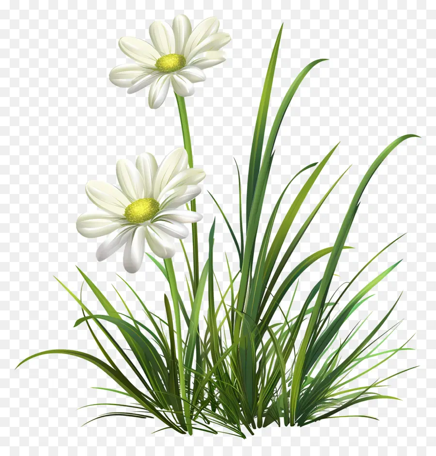 Fleur D'herbe，Marguerites Blanches PNG